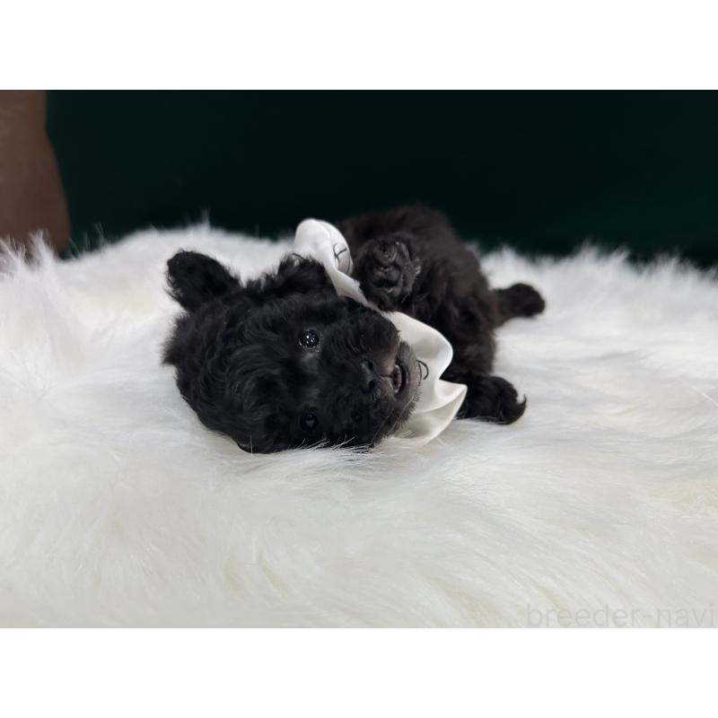 販売中の広島県のタイニープードル-433800の2枚目