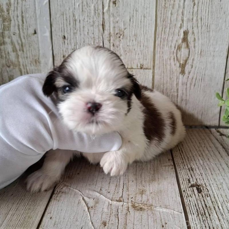 販売中の千葉県のシーズー-433799の1枚目