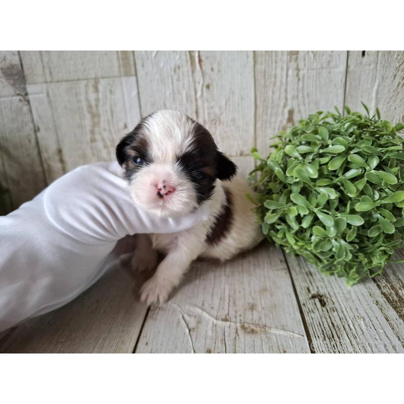 販売中の千葉県のシーズー-433801の10枚目