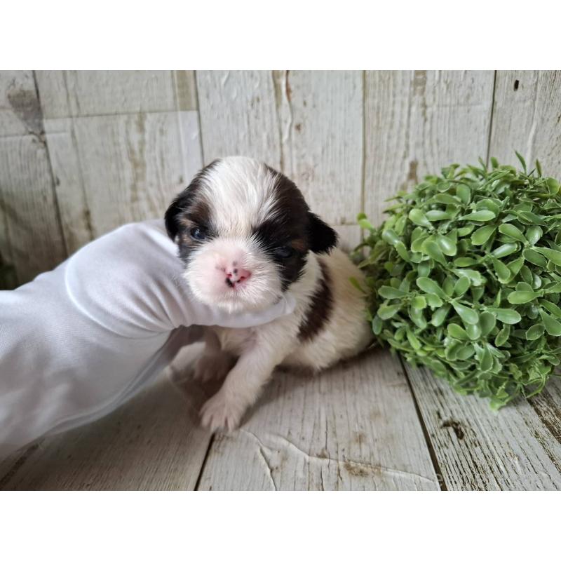 販売中の千葉県のシーズー-433801の9枚目