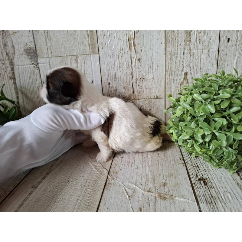 販売中の千葉県のシーズー-433801の8枚目