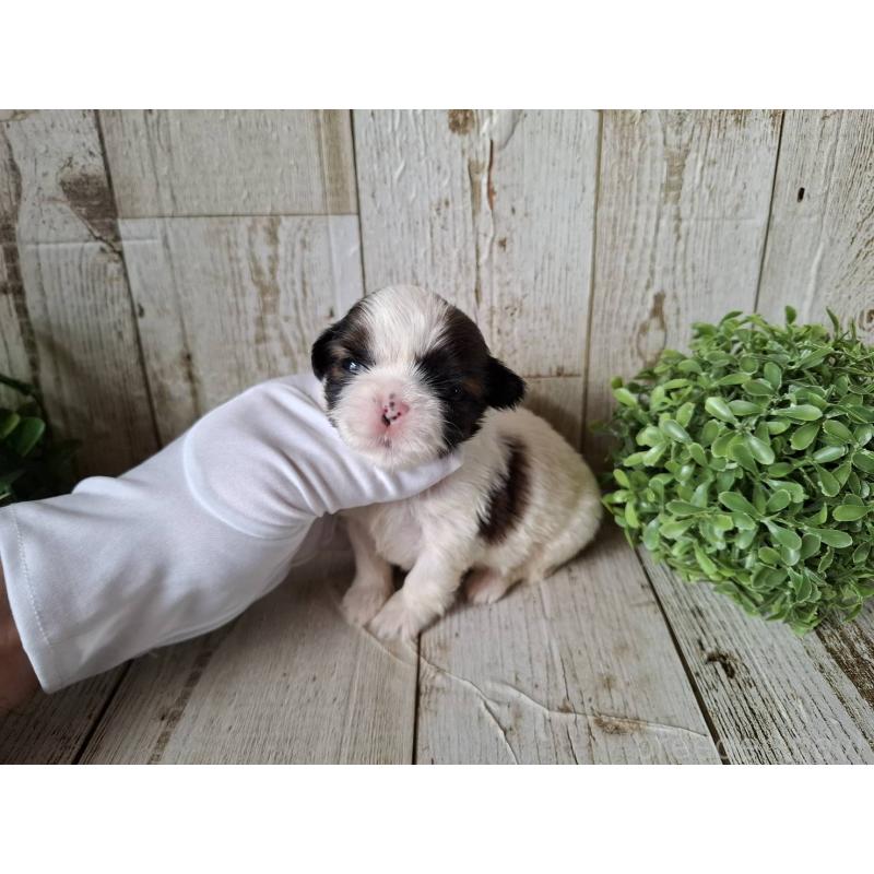 販売中の千葉県のシーズー-433801の7枚目