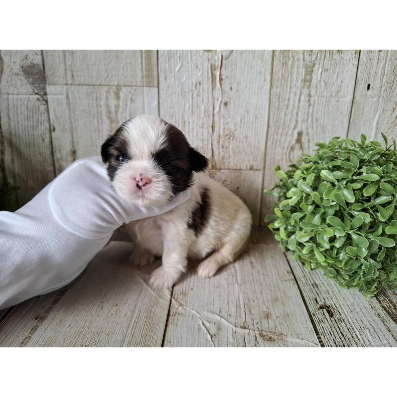 販売中の千葉県のシーズー-433801の6枚目