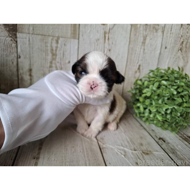 販売中の千葉県のシーズー-433801の5枚目