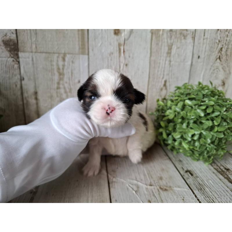 販売中の千葉県のシーズー-433801の4枚目