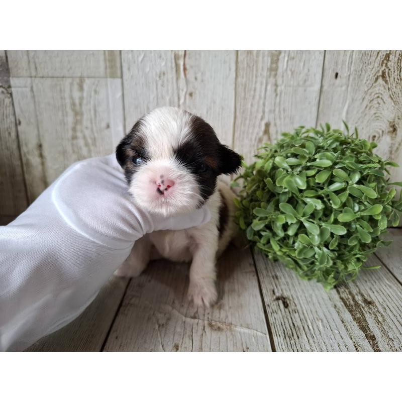 販売中の千葉県のシーズー-433801の3枚目