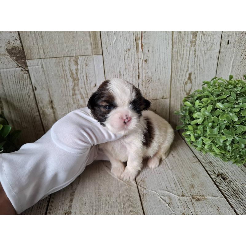 販売中の千葉県のシーズー-433801の2枚目