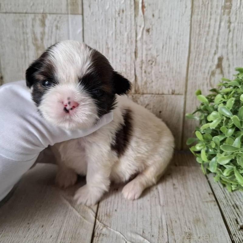 販売中の千葉県のシーズー-433801