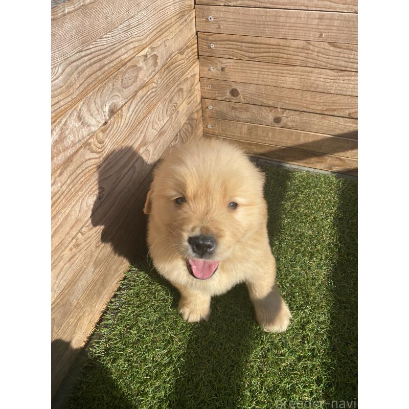 販売中の静岡県のゴールデンレトリーバー-433809の8枚目