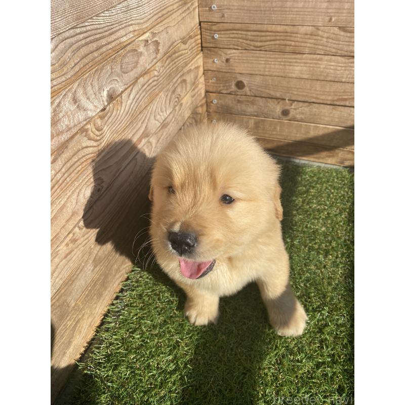 販売中の静岡県のゴールデンレトリーバー-433809の7枚目