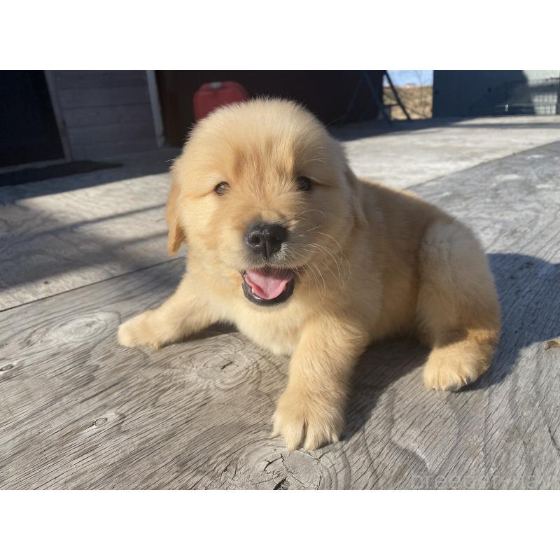 販売中の静岡県のゴールデンレトリーバー-433809の6枚目