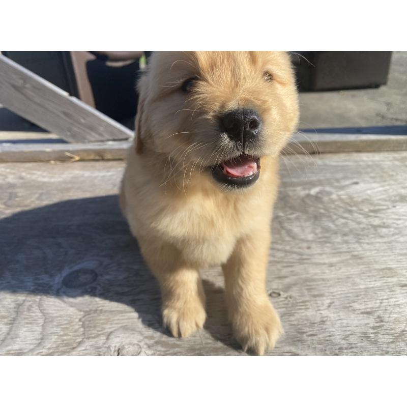 販売中の静岡県のゴールデンレトリーバー-433809の5枚目