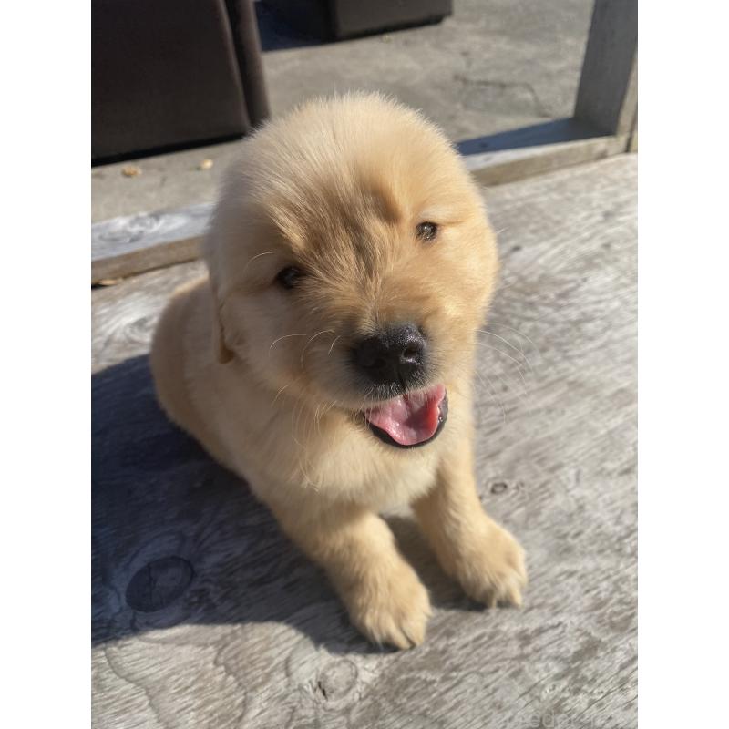 販売中の静岡県のゴールデンレトリーバー-433809の4枚目