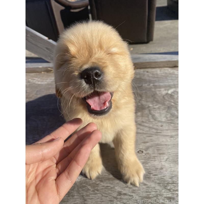 販売中の静岡県のゴールデンレトリーバー-433809の3枚目