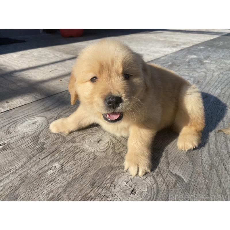 販売中の静岡県のゴールデンレトリーバー-433809の2枚目