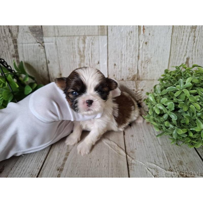 販売中の千葉県のシーズー-433802の9枚目