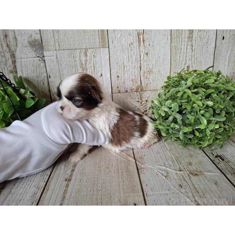 販売中の千葉県のシーズー-433802の8枚目