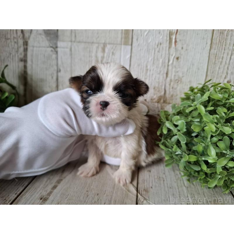 販売中の千葉県のシーズー-433802の7枚目