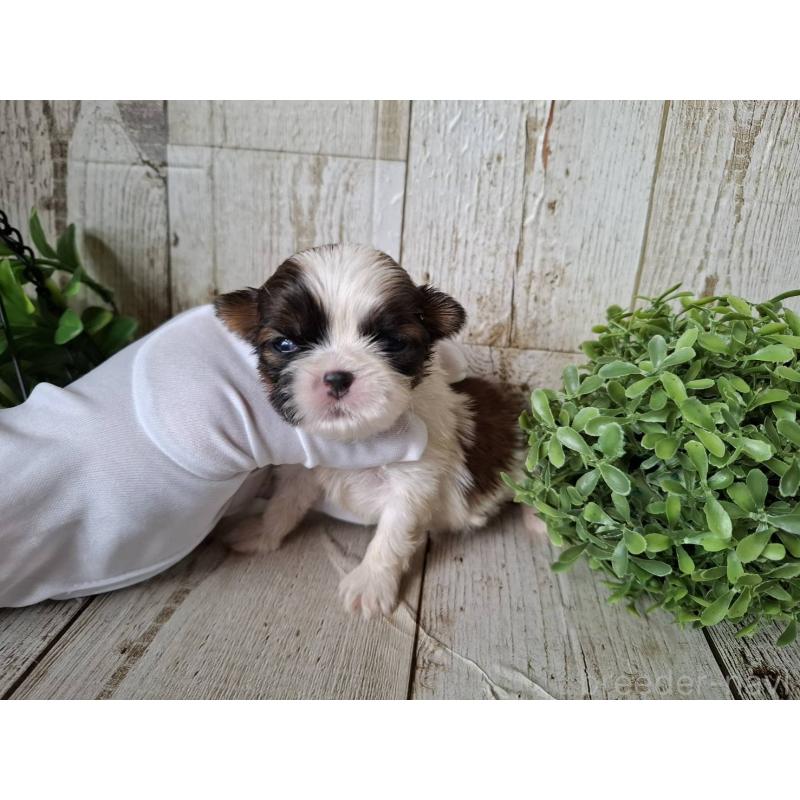 販売中の千葉県のシーズー-433802の6枚目