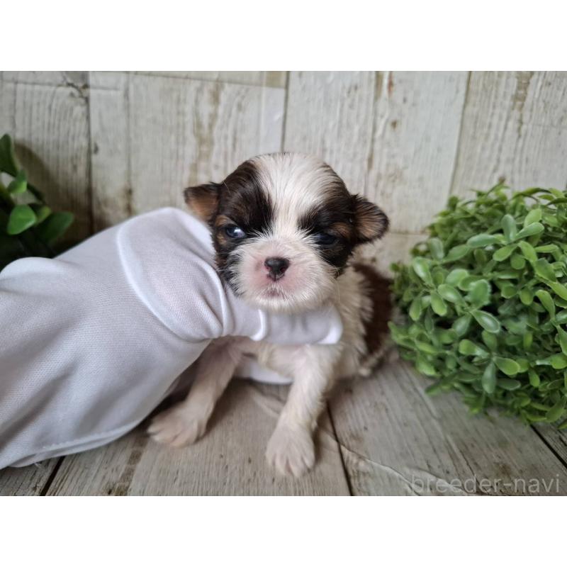 販売中の千葉県のシーズー-433802の5枚目