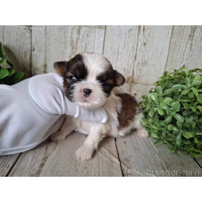 販売中の千葉県のシーズー-433802の4枚目