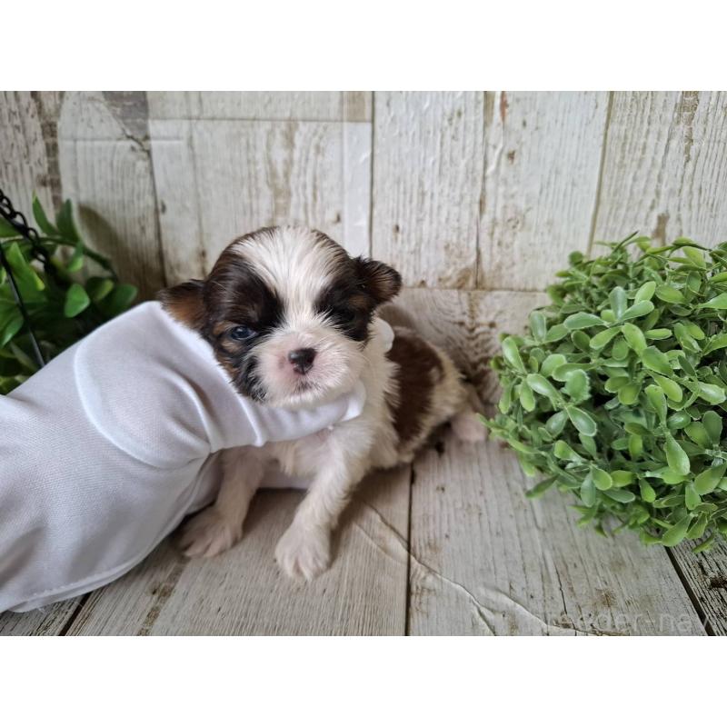 販売中の千葉県のシーズー-433802の3枚目