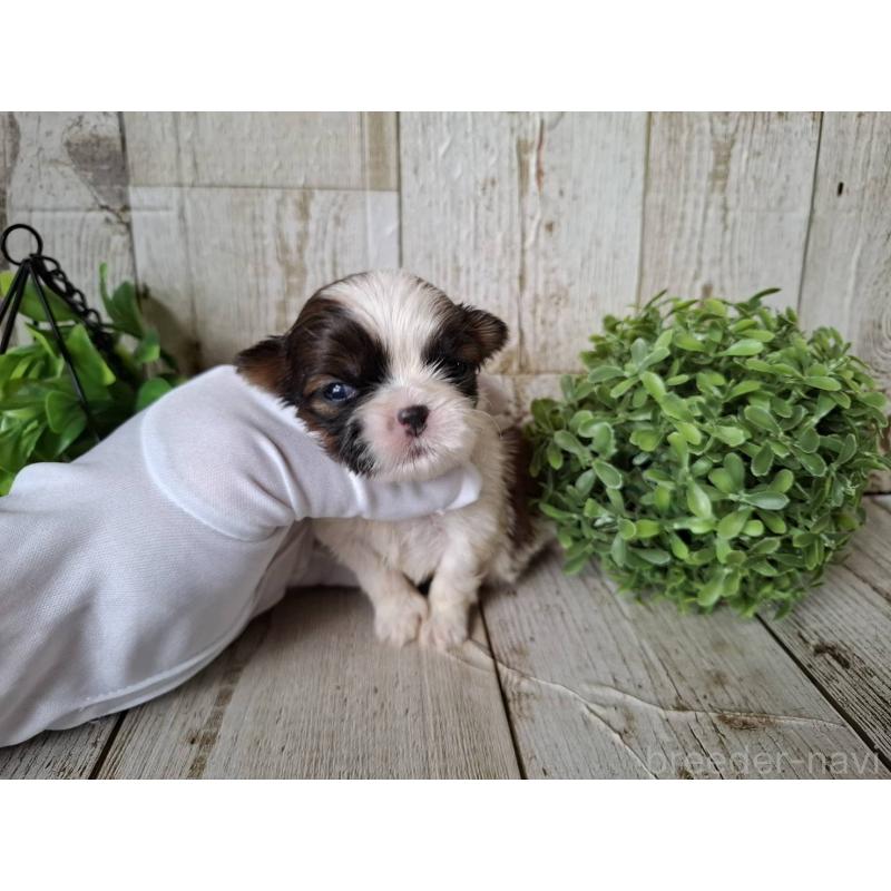 販売中の千葉県のシーズー-433802の2枚目