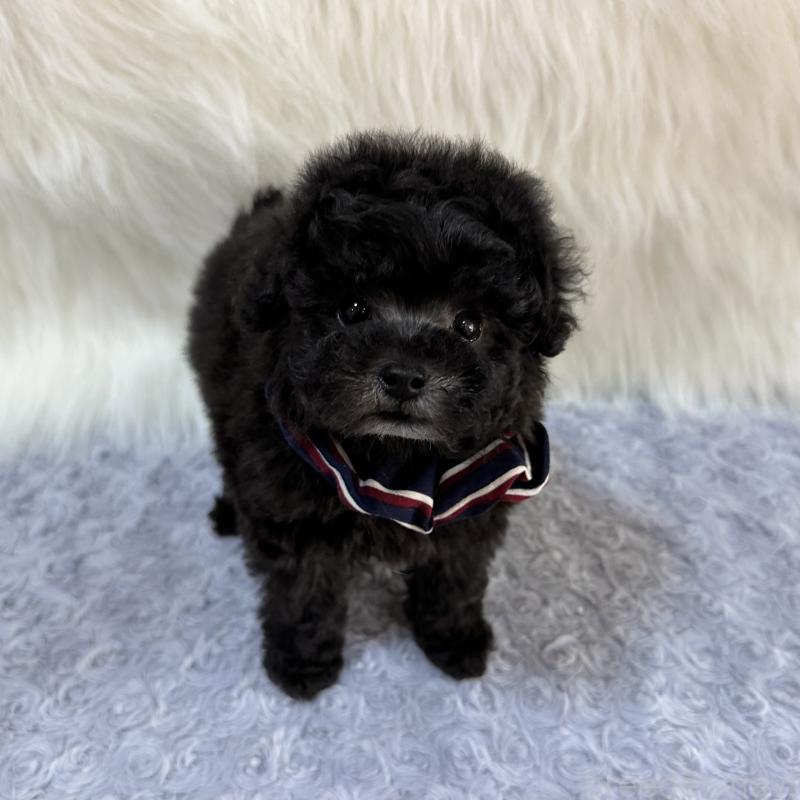 販売中の広島県のタイニープードル-433803の2枚目