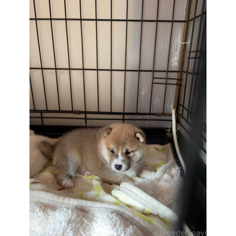 販売中の岡山県の豆柴-433806の3枚目