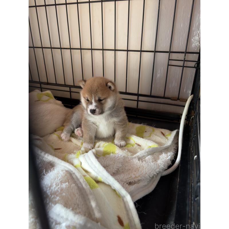 販売中の岡山県の豆柴-433806の2枚目