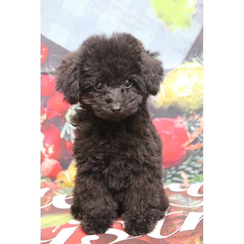 販売中の千葉県のティーカッププードル-424643の5枚目