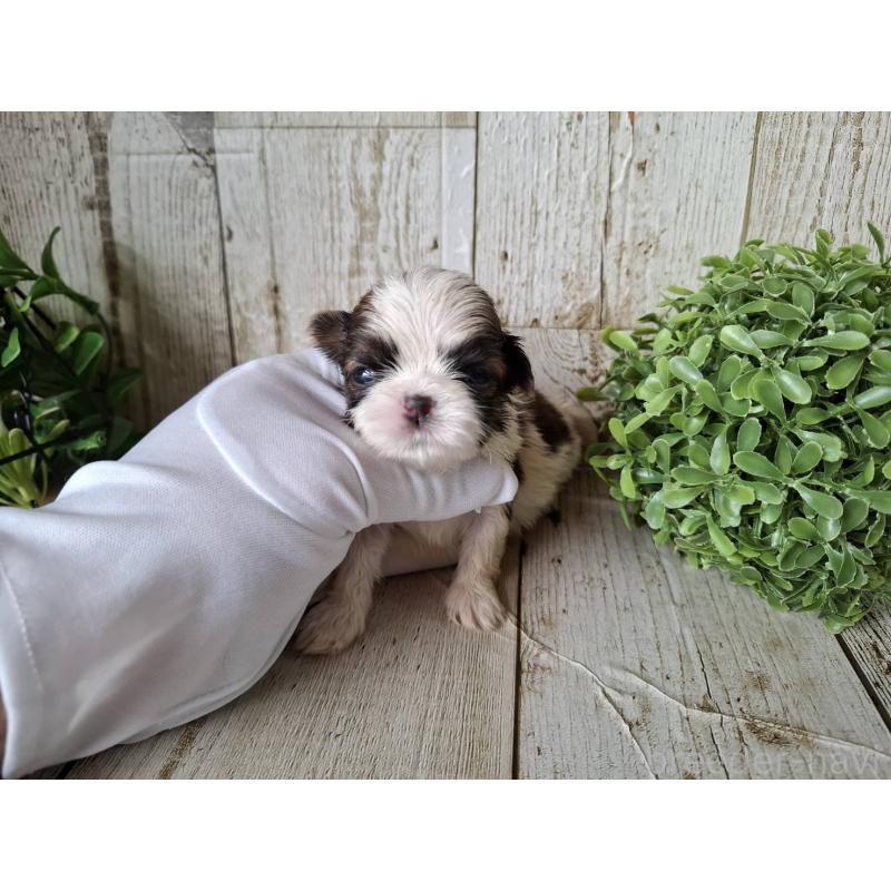 販売中の千葉県のシーズー-433805の10枚目