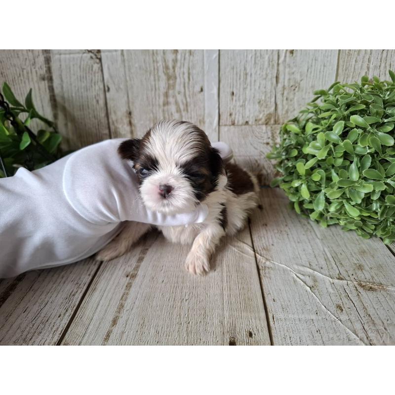 販売中の千葉県のシーズー-433805の9枚目