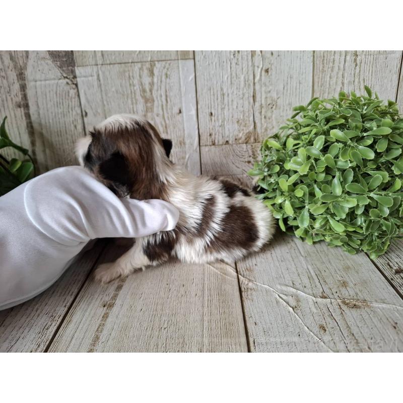 販売中の千葉県のシーズー-433805の8枚目