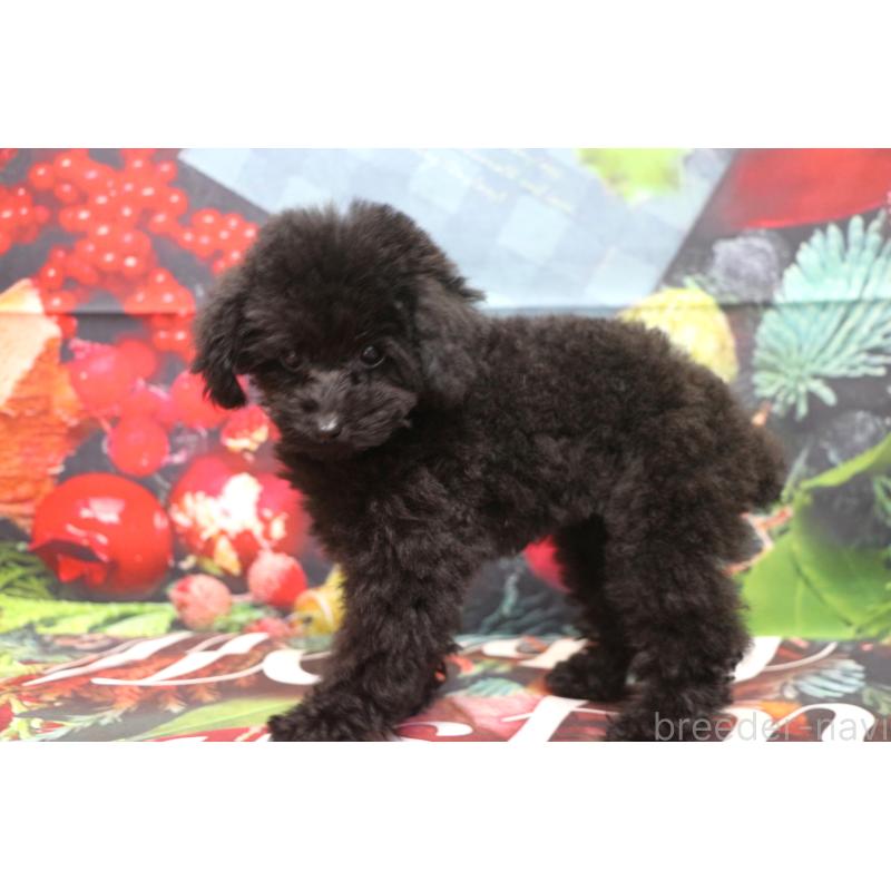 販売中の千葉県のティーカッププードル-424643の4枚目