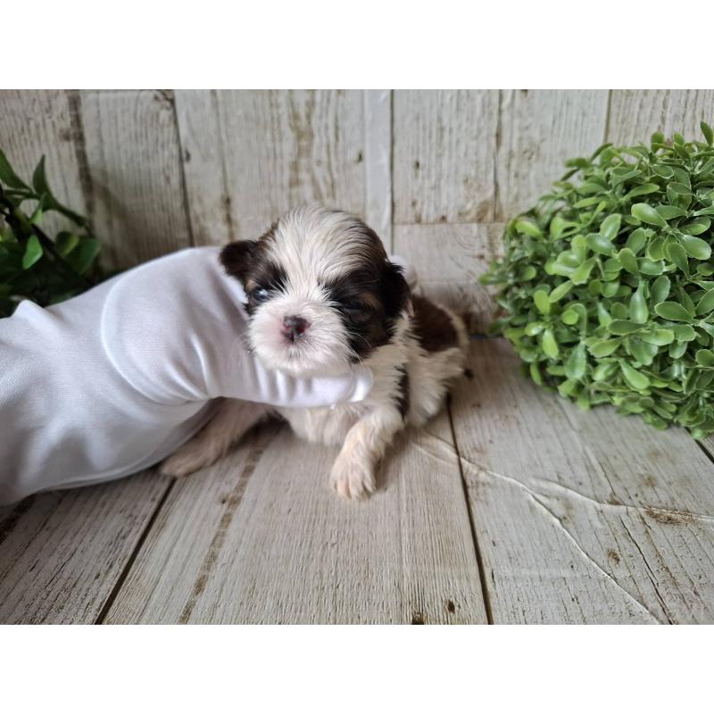 販売中の千葉県のシーズー-433805の7枚目