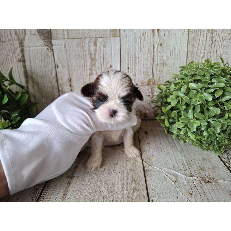 販売中の千葉県のシーズー-433805の6枚目