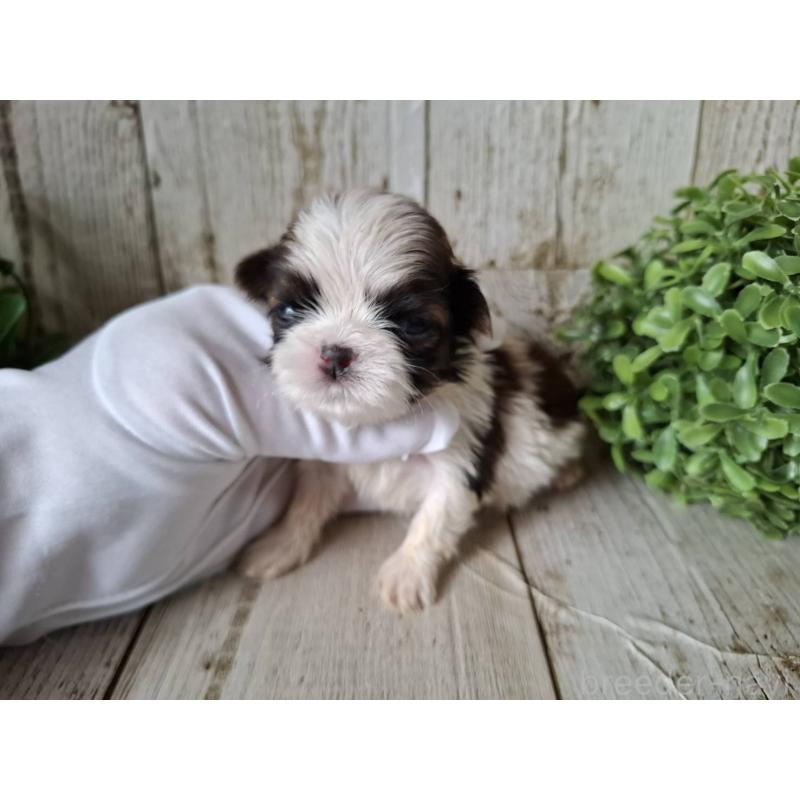 販売中の千葉県のシーズー-433805の5枚目