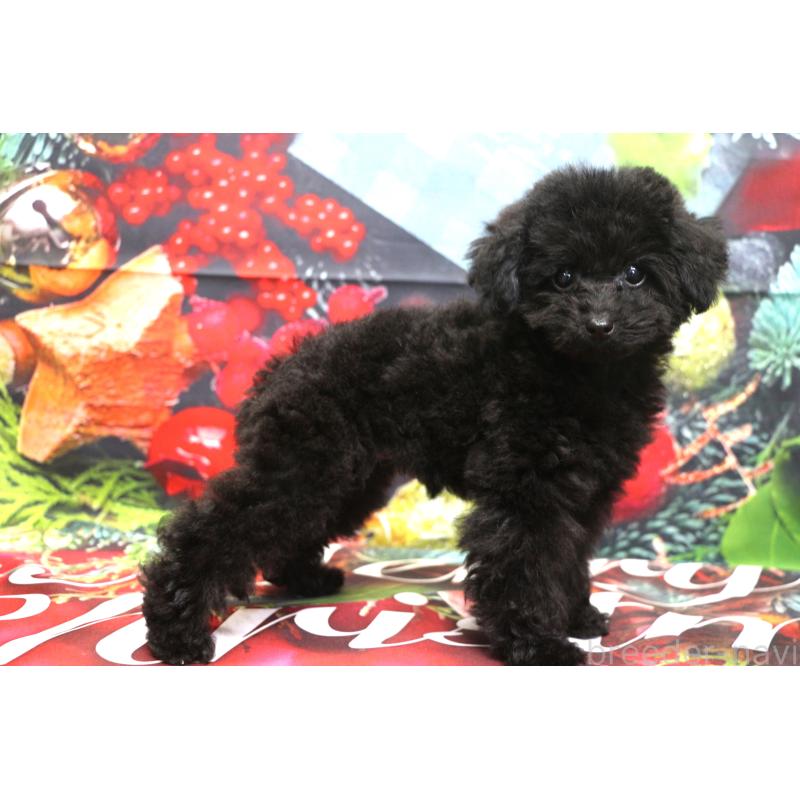 販売中の千葉県のティーカッププードル-424643の3枚目