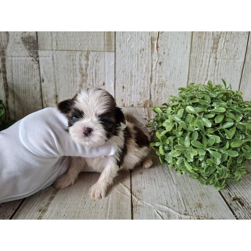 販売中の千葉県のシーズー-433805の4枚目