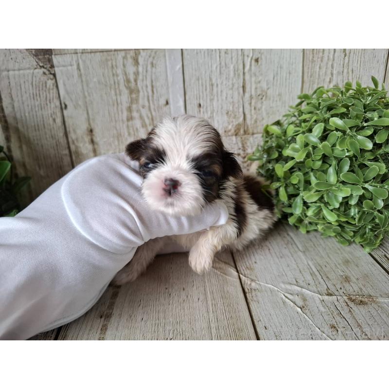 販売中の千葉県のシーズー-433805の3枚目