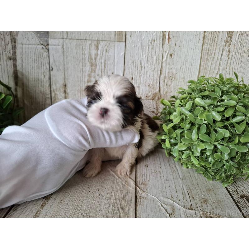 販売中の千葉県のシーズー-433805の2枚目