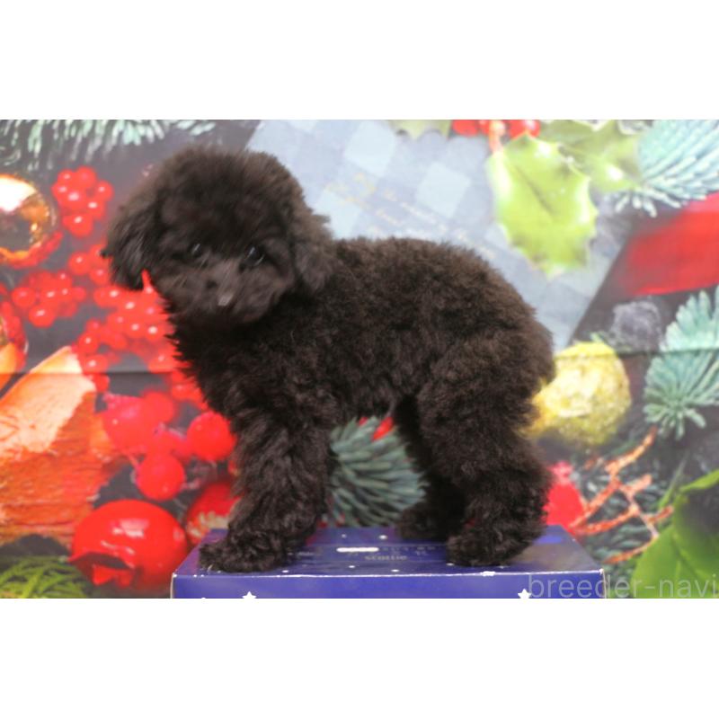 販売中の千葉県のティーカッププードル-424643の2枚目