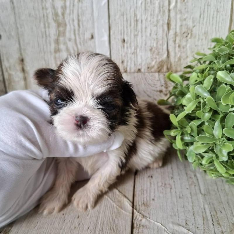 販売中の千葉県のシーズー-433805