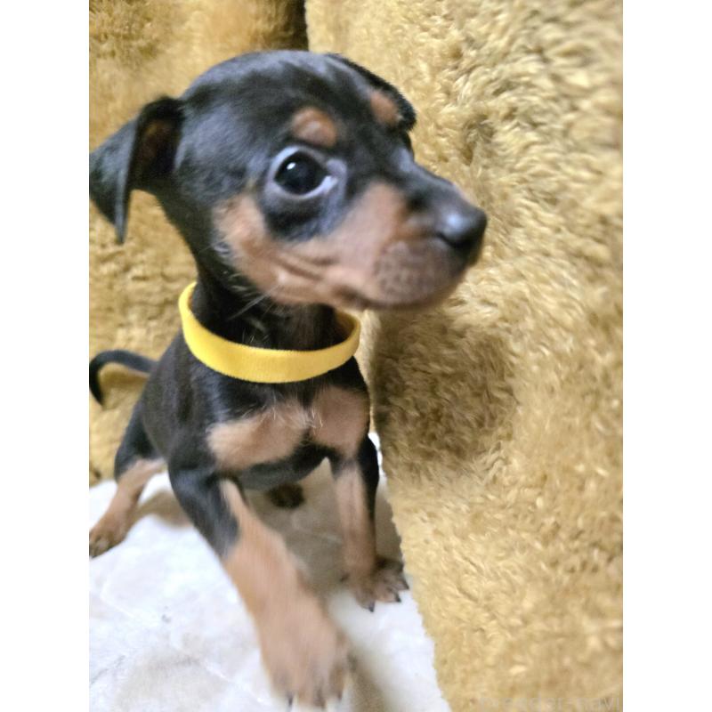 販売中の静岡県のミニチュアピンシャー(ミニピン)-434003の9枚目