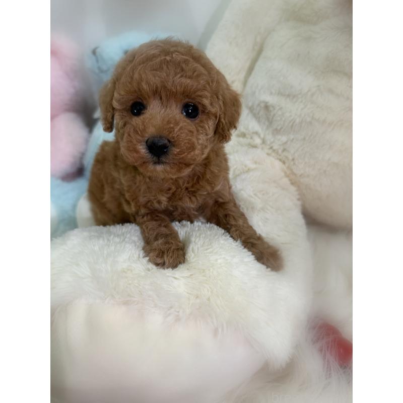 販売中の香川県のトイプードル-431837の10枚目