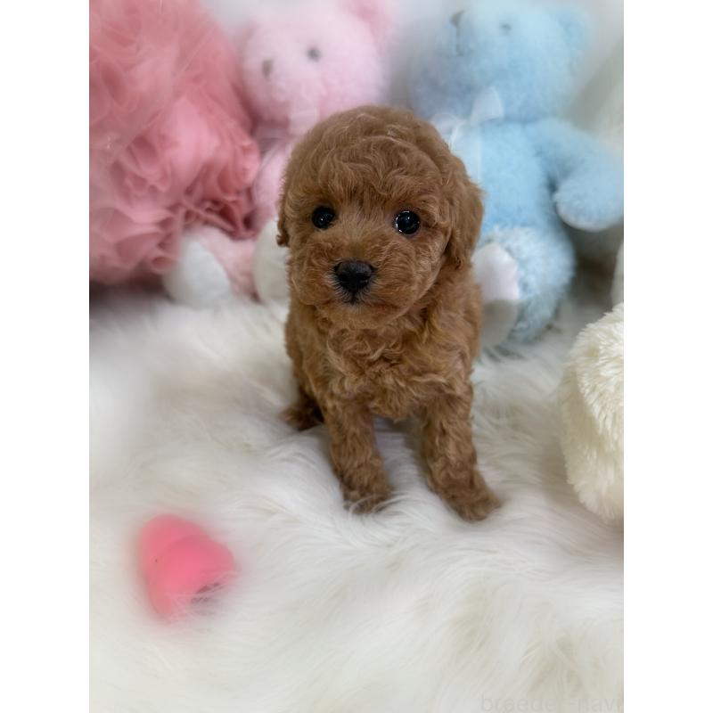 販売中の香川県のトイプードル-431837の9枚目