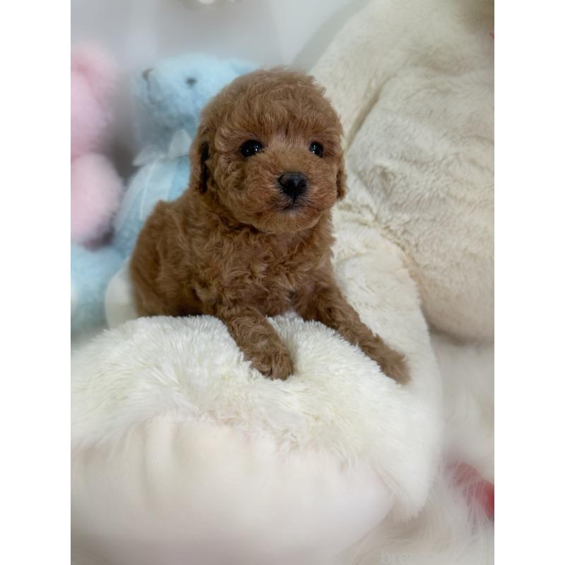 販売中の香川県のトイプードル-431837の7枚目
