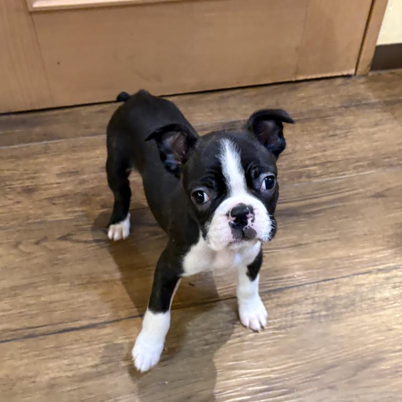 販売中の京都府のボストンテリア-427936