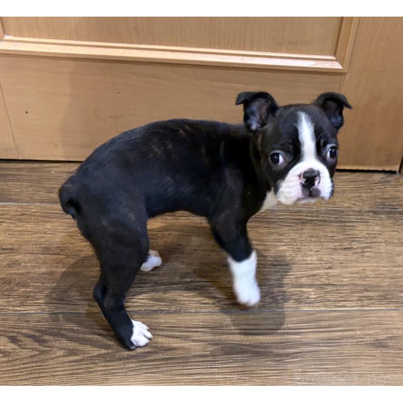 販売中の京都府のボストンテリア-427936の3枚目